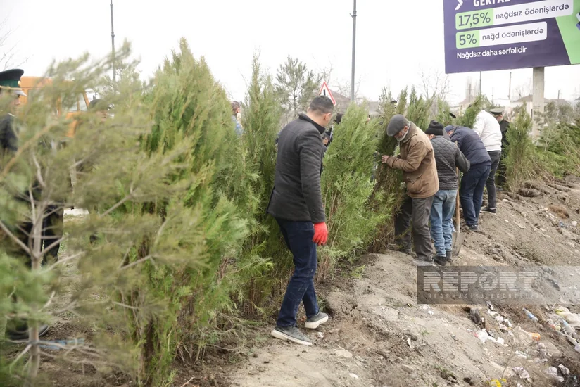 В Хачмазе прошла акция по посадке деревьев в рамках Года Гейдара Алиева