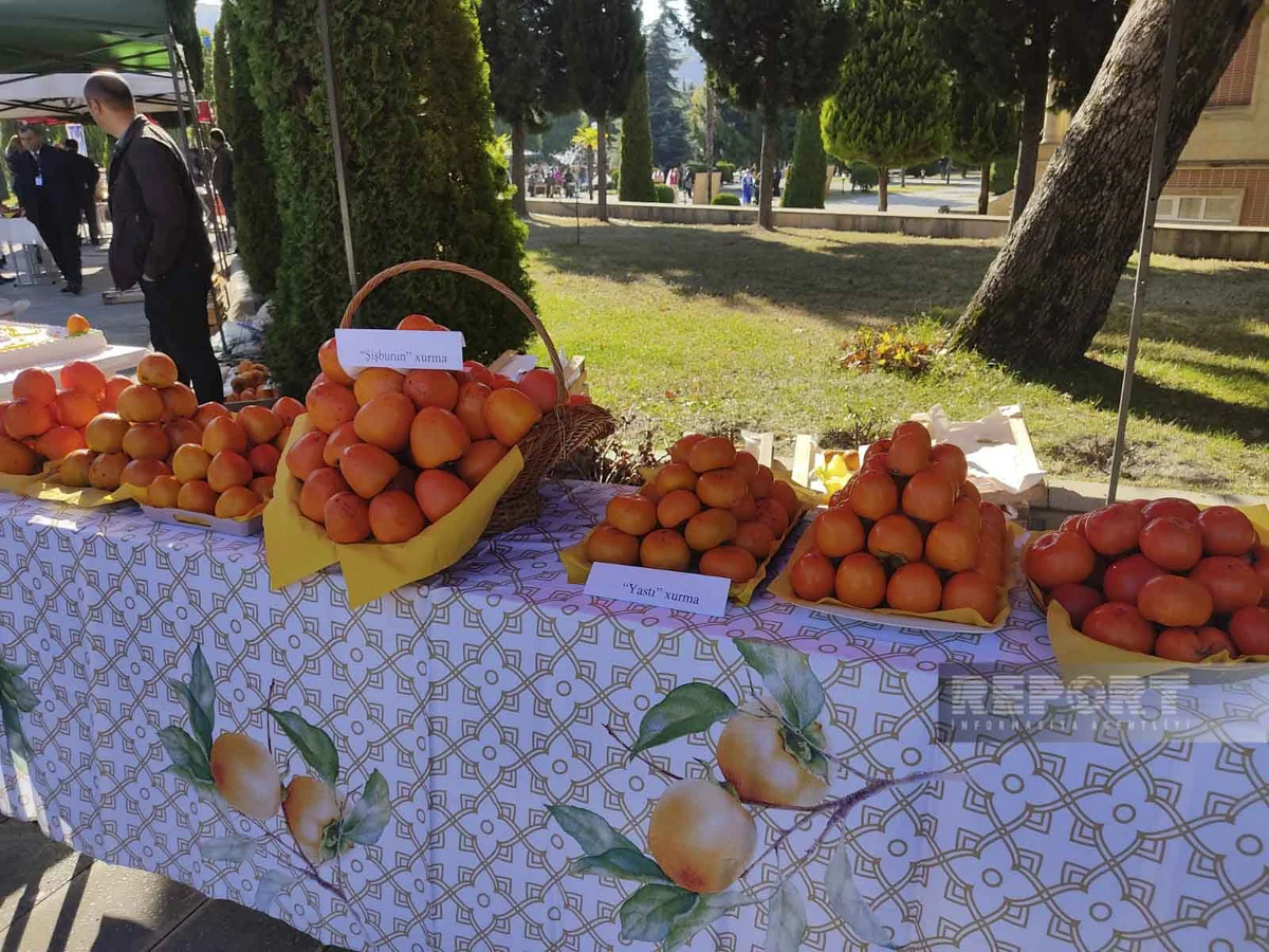 Balakəndə 4-cü Xurma Festivalı keçirilir