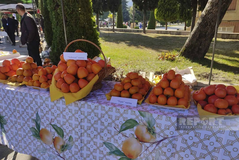 Balakəndə 4-cü Xurma Festivalı keçirilir