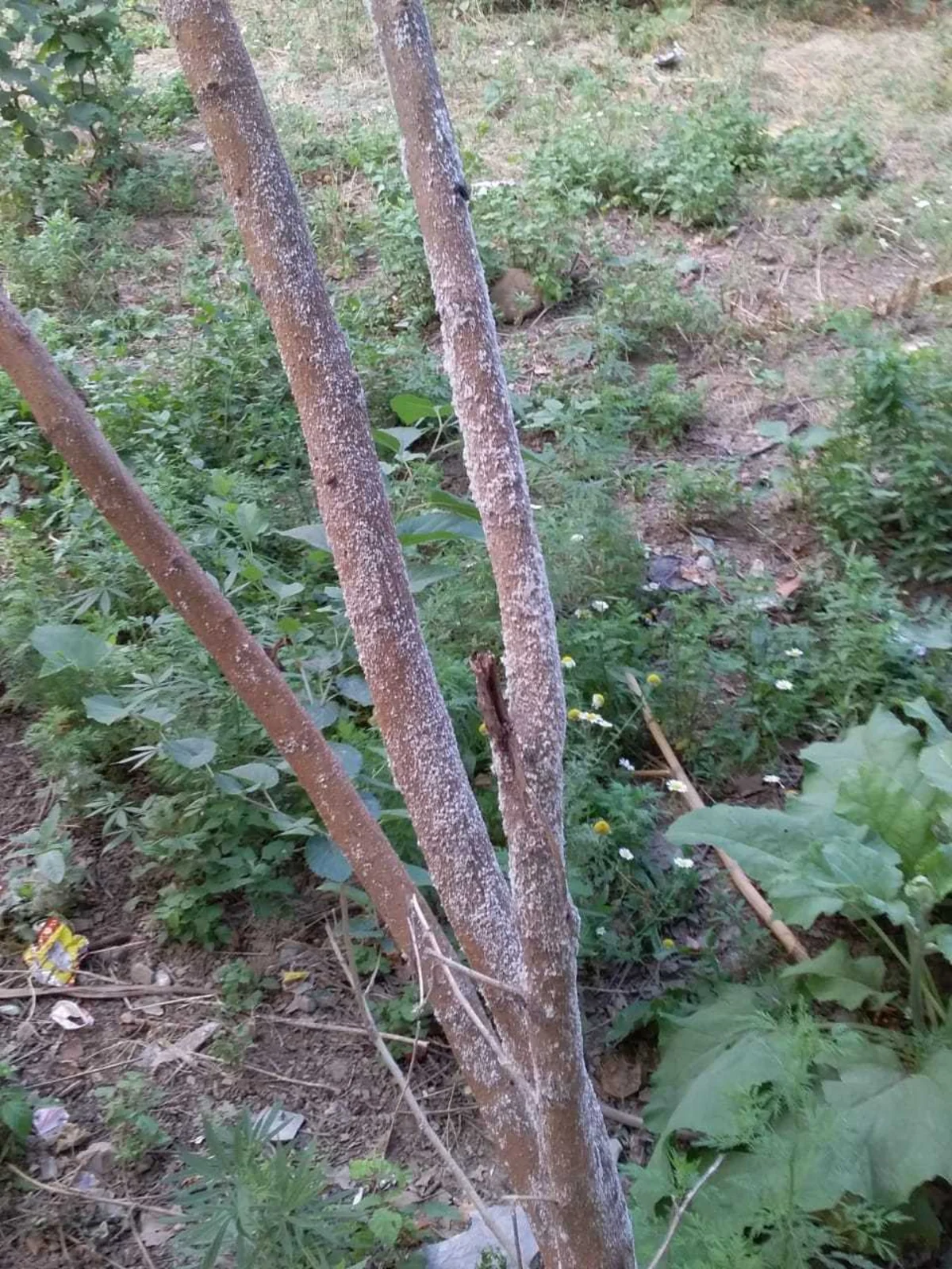 Tovuzda təhlükəli zərərvericilərə qarşı mübarizə tədbirləri davam etdirilir