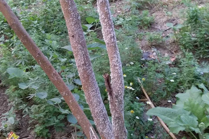 Tovuzda təhlükəli zərərvericilərə qarşı mübarizə tədbirləri davam etdirilir
