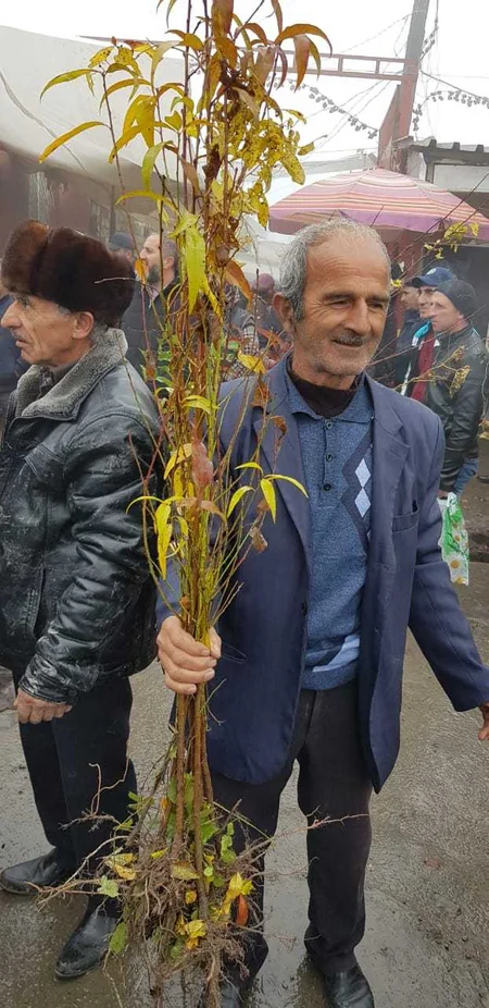 Respublika üzrə ümumilikdə 120 minə yaxın pulsuz ağac tingi paylanılıb