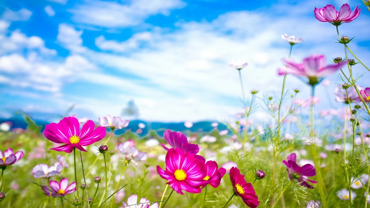 Tomorrow air temperature will reach 43 C in Azerbaijan