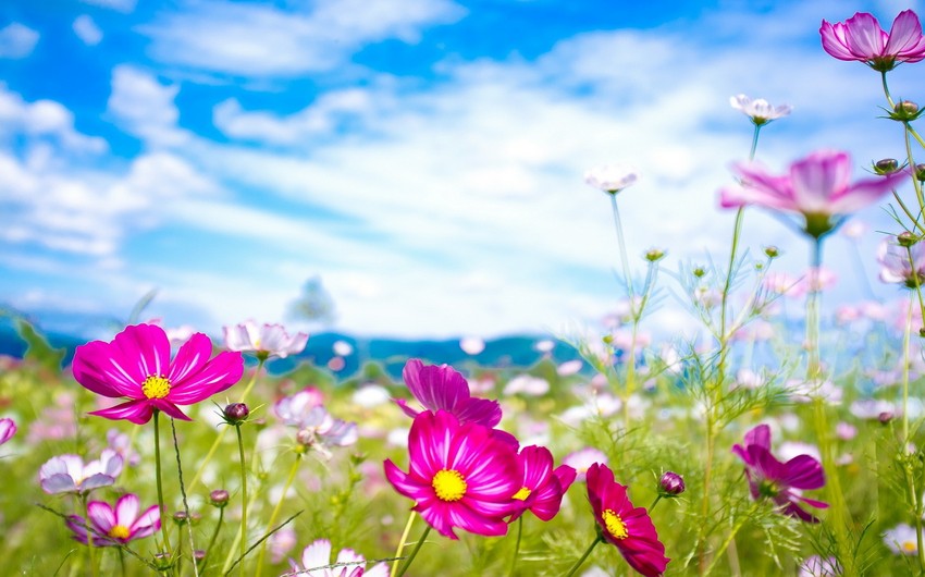 Tomorrow air temperature will reach 43 C in Azerbaijan