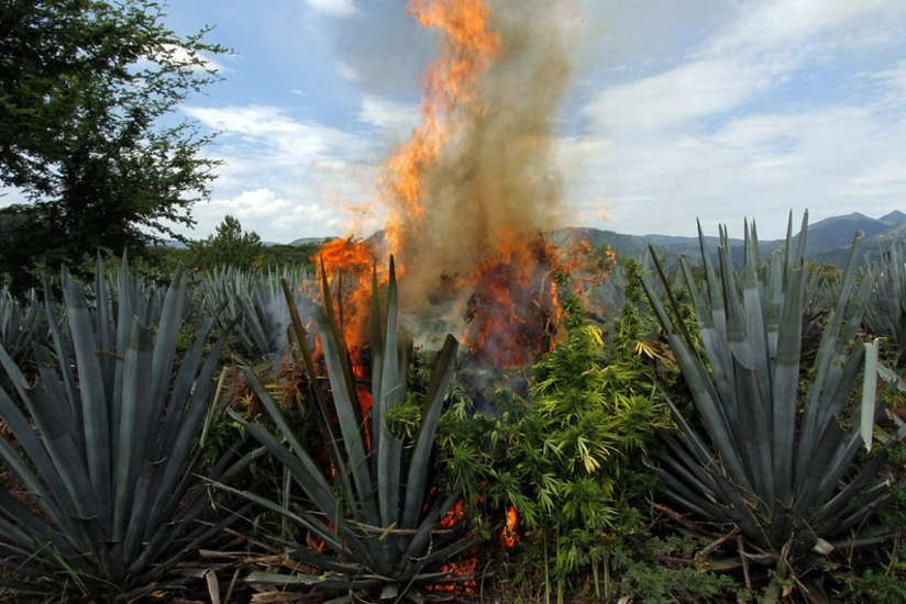 Oğuzda 4,5 ton çətənə kolu məhv edilib