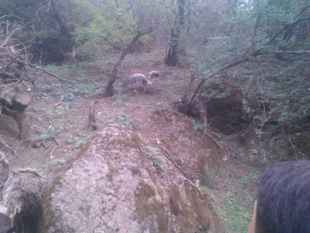 Qaxda nəhəng quş peyda olub - FOTO