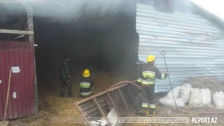Cəlilabadda fermada yanğın oldu - VİDEO