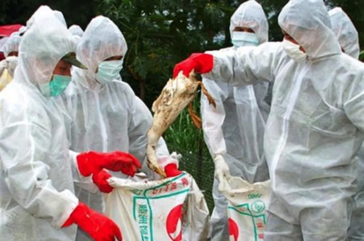 Yaponiyada quş qripi qeydə alınıb