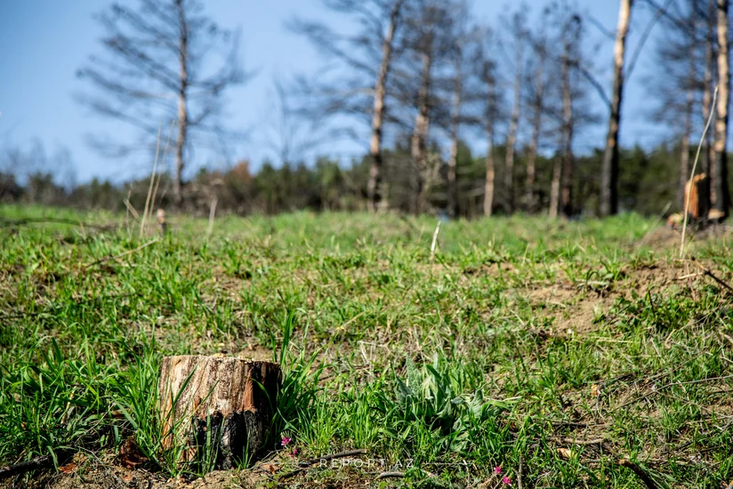 Ağacları məhv edən tikinti şirkəti cəzalandırıldı