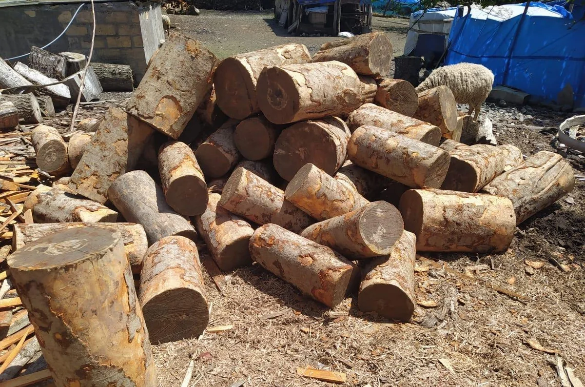 Qəbələdə ağac kəsən şəxs cəzalandırıldı