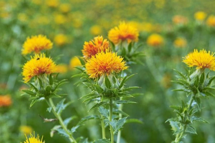Biləsuvarda ilk dəfə olaraq yabanı zəfəran əkilib 
