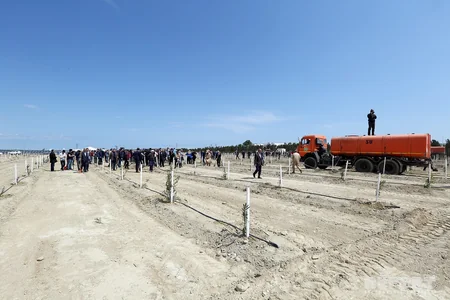 YAP Bakıda ağacəkmə aksiyası keçirib