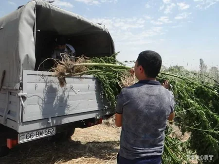 Yevlaxda 1 tondan çox narkotik kollarının yetişdirildiyi plantasiya aşkar edilib - FOTO