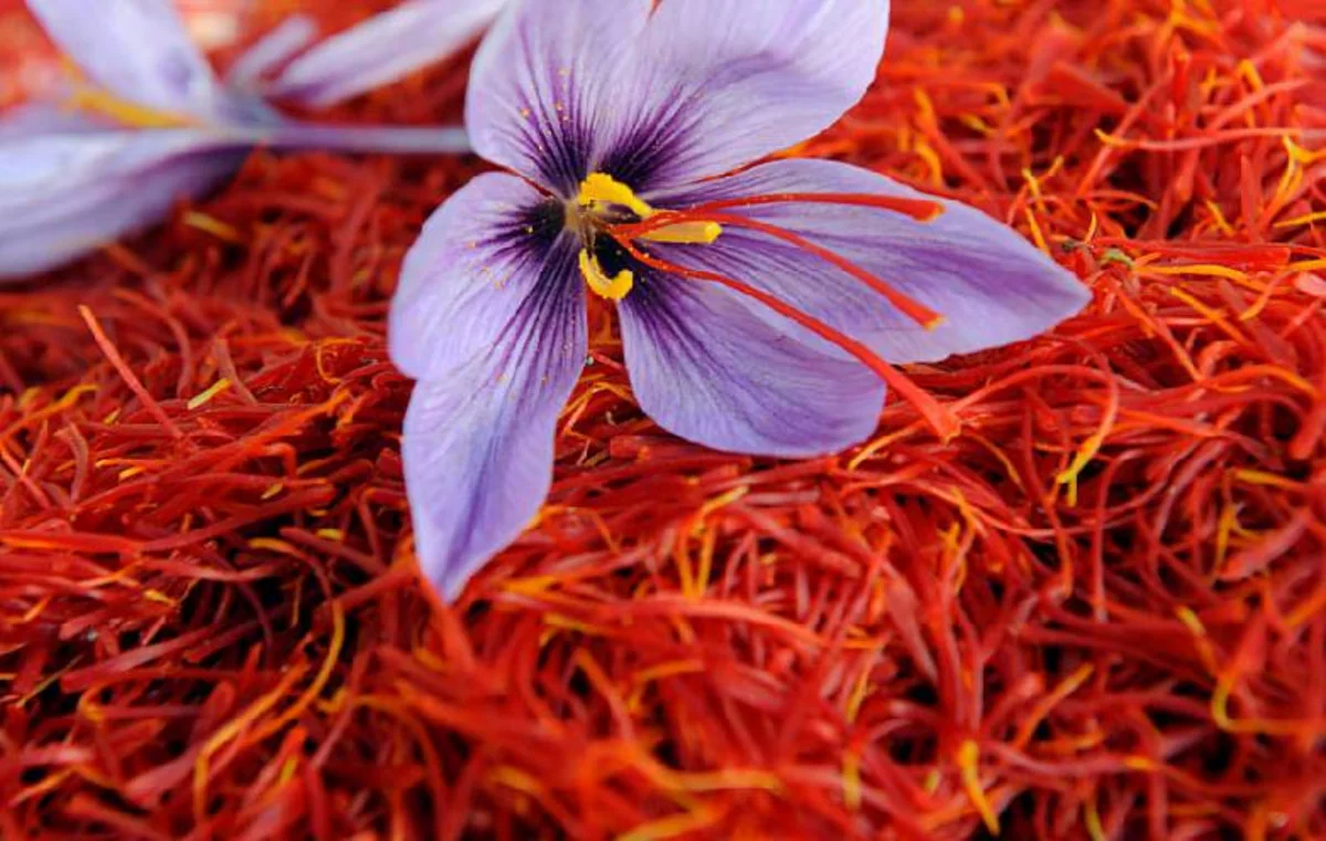 Uzbekistan to invest 80M euros in saffron production by 2027