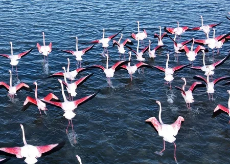 Директор Абшеронского нацпарка: Несмотря на колебания уровня воды, рельеф косы Шах-дили не меняется