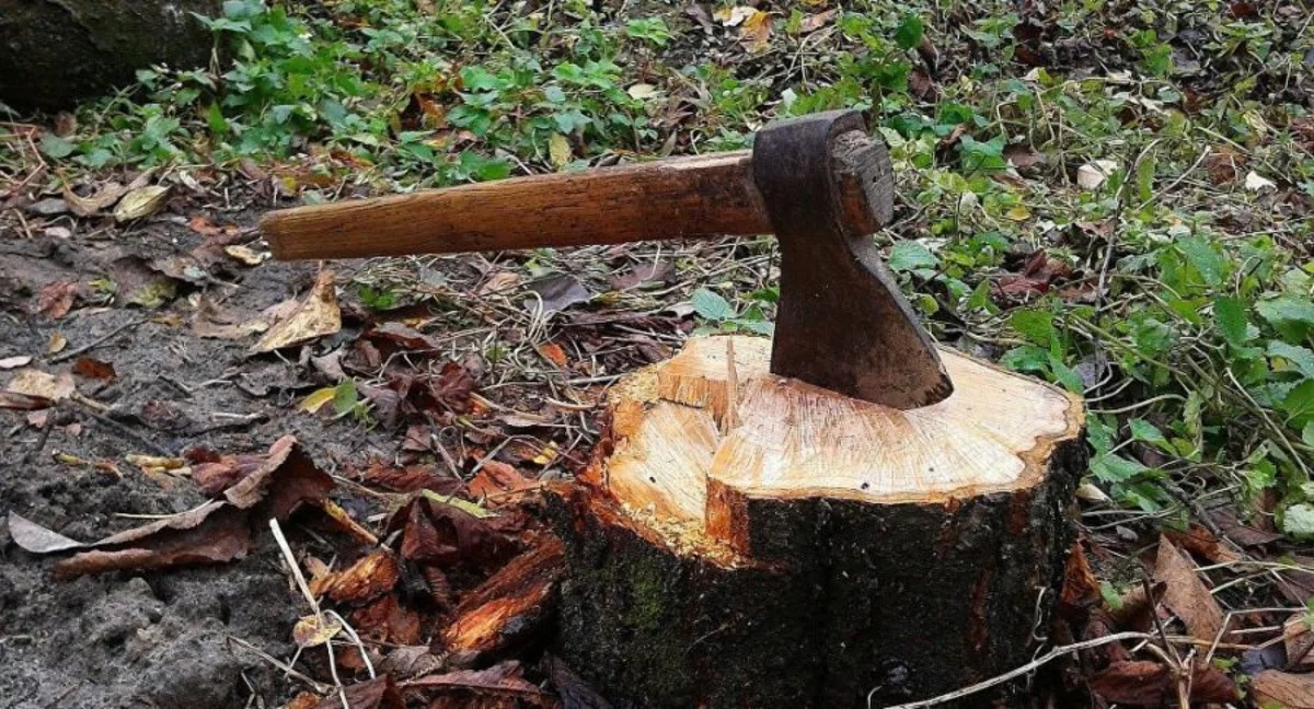 Ağacları qanunsuz kəsdiyinə görə şirkətə cinayət işi açılıb