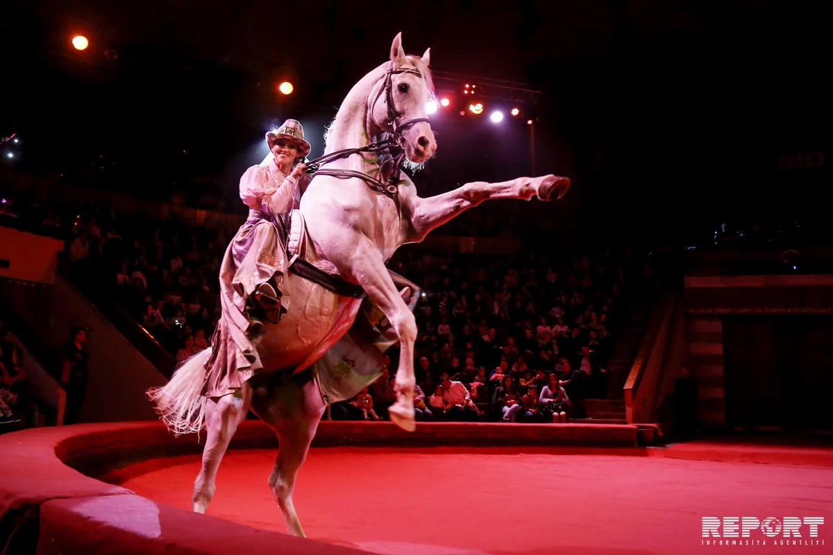 Moskva sirki Bakıda - tələbkar balacalar, möhtəşəm şou - REPORTAJ