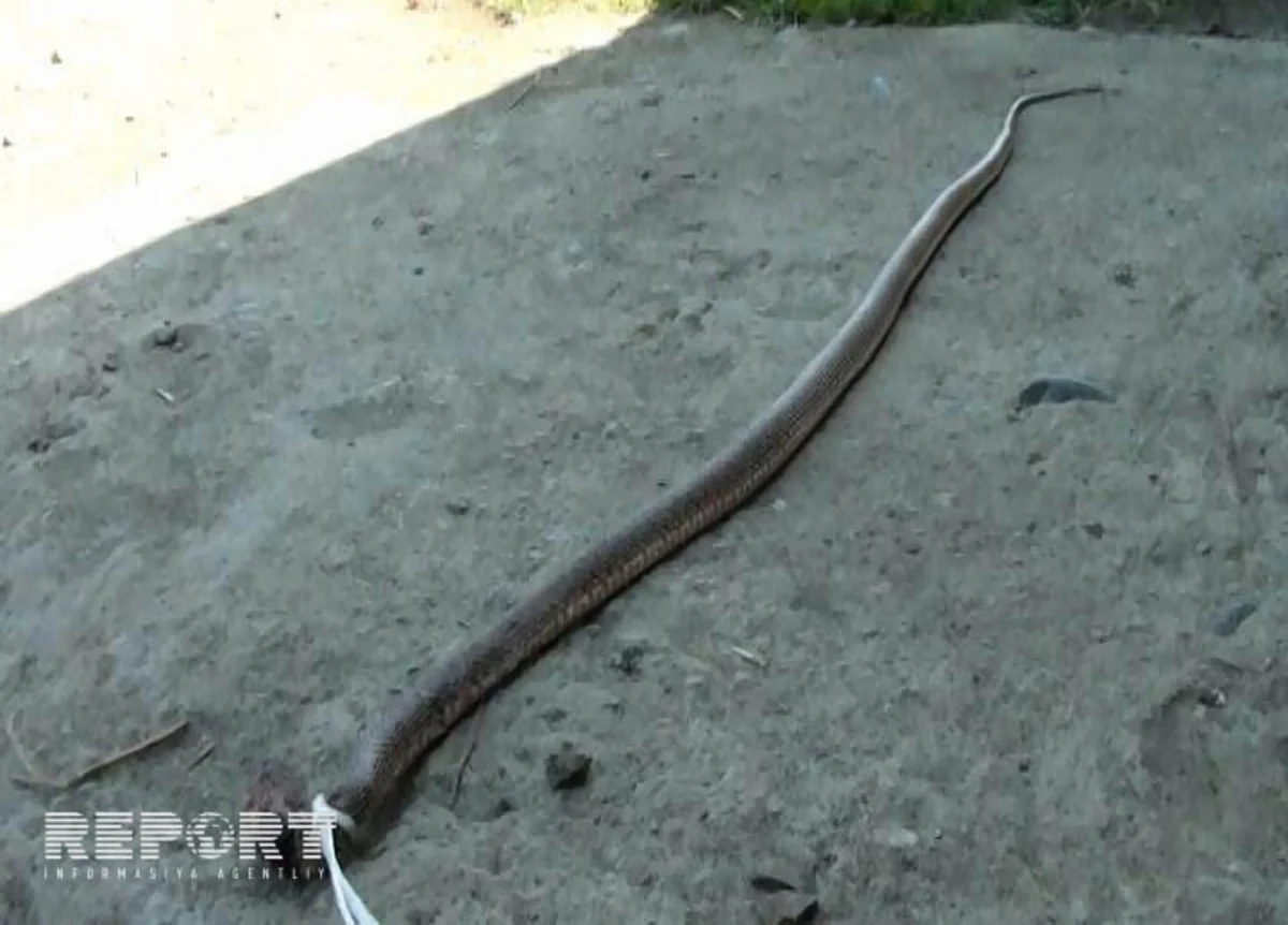 Goranboyda ilanlar evlərə hücum edib - FOTO