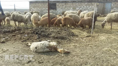 Tərtərdə xəstəlik səbəbindən 500-dən çox heyvan tələf olub - FOTO