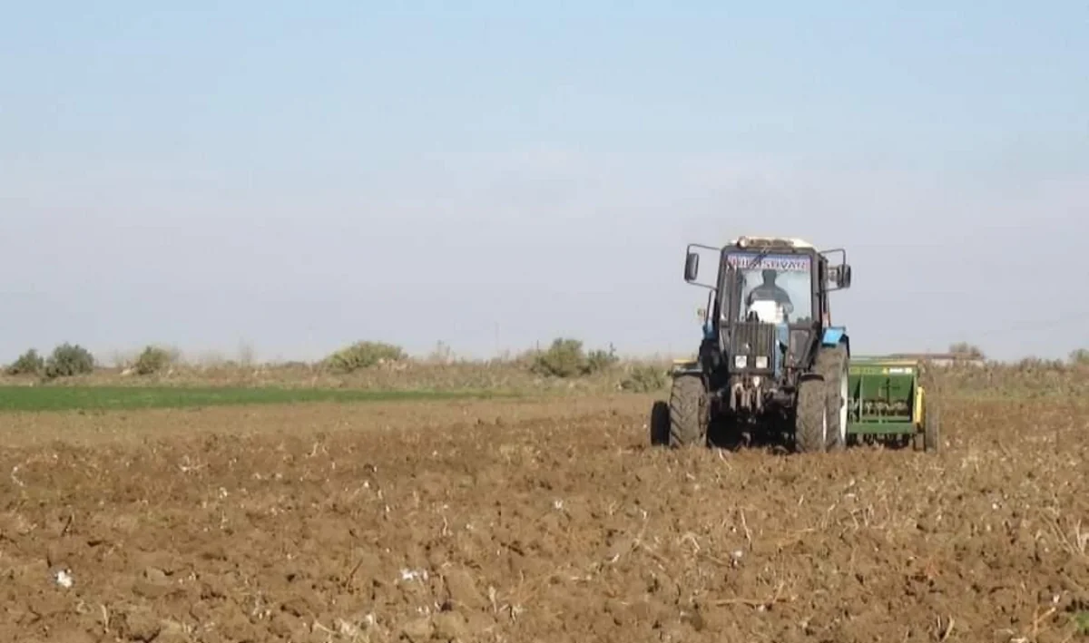 Yevlaxda payızlıq taxıl şum işlərinə başlanılıb