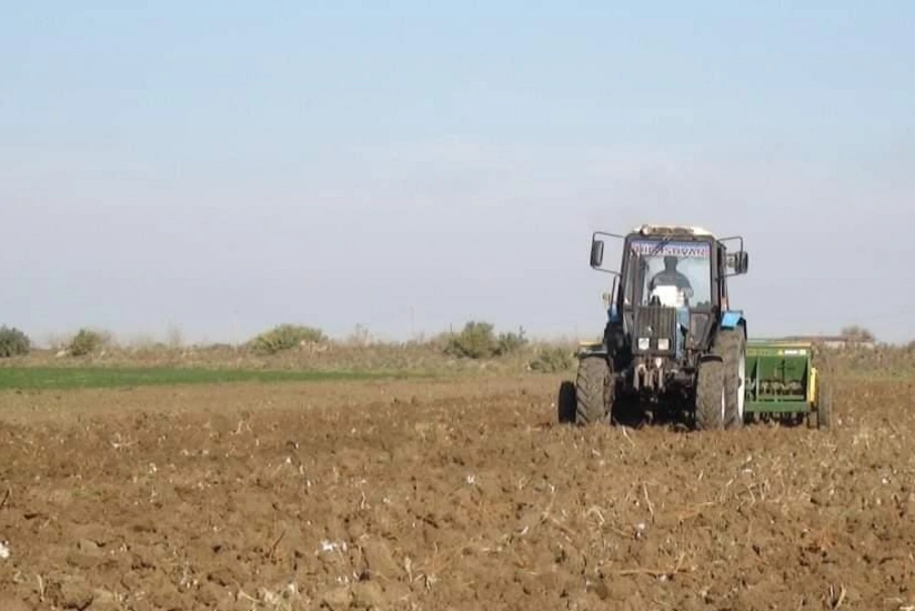 Yevlaxda payızlıq taxıl şum işlərinə başlanılıb