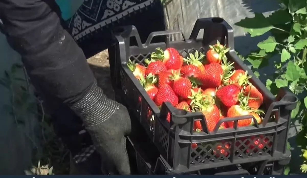 Cəlilabadlı fermerlər çiyələklərini dünya bazarlarına çıxarmaq istəyir - VİDEO 