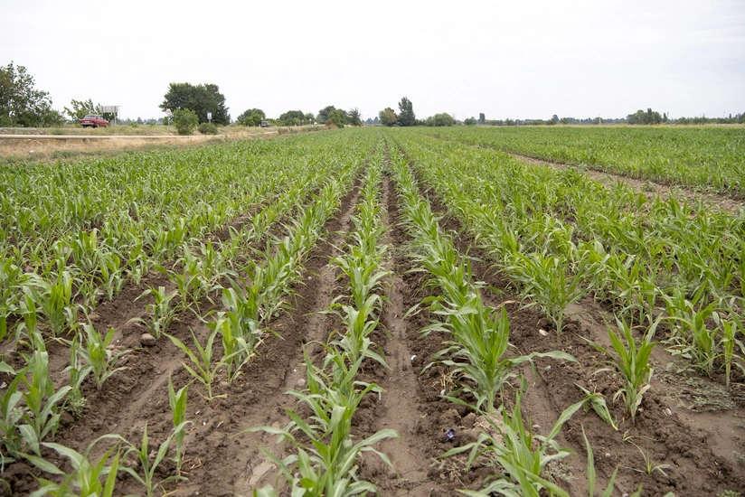 Azərbaycanlı fermerlər təkrar qarğıdalı əkininə başlayıblar