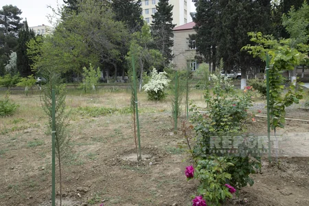 Репортаж из парка редких деревьев в Баку