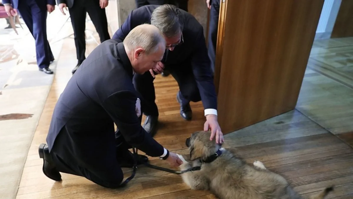 Президент Сербии подарил Путину щенка шарпланинской овчарки - ВИДЕО