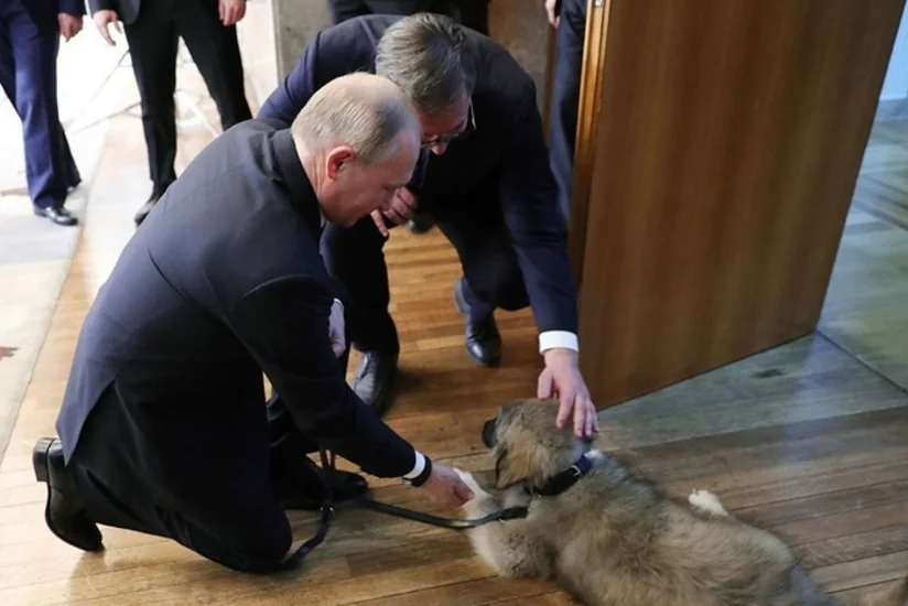 Президент Сербии подарил Путину щенка шарпланинской овчарки - ВИДЕО