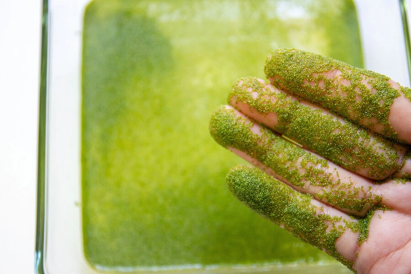 Alimlər yeməli yosunlarda dərinin qocalması əleyhinə vasitə tapıblar