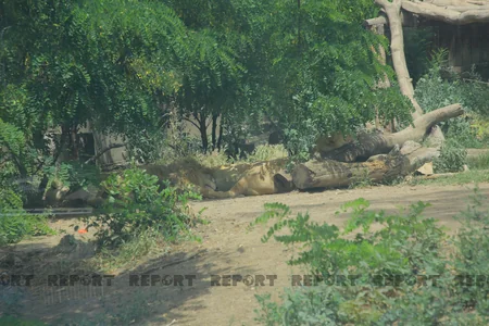 Tbilisi zooparkının sevimli və nəcib sakinləri - Azərbaycanın hədiyyəsi - VİDEOREPORTAJ