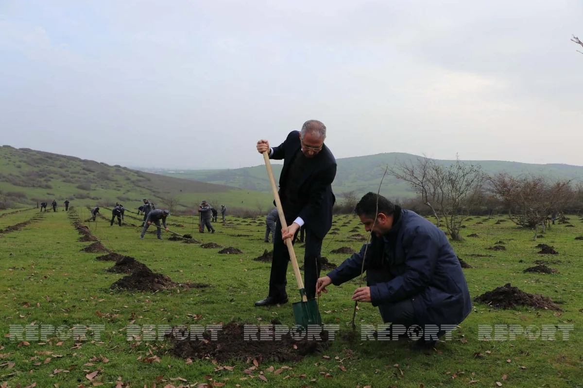 Cəlilabad və Masallıda növbəti meşəbərpa tədbirləri həyata keçirilib
