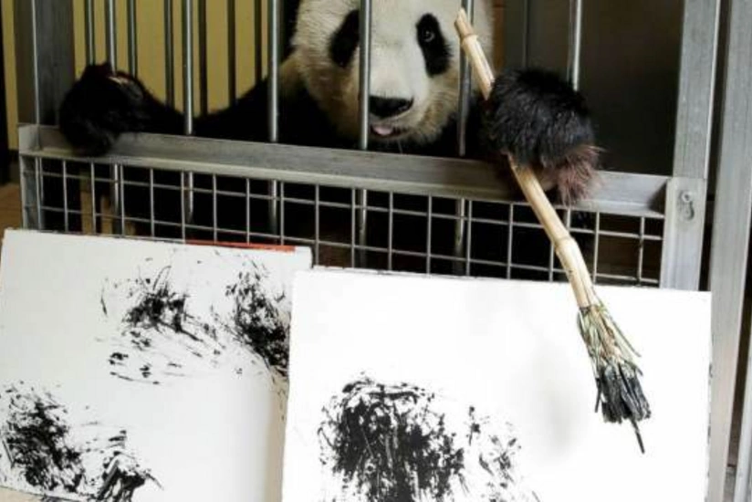 Avstriya zooparkında panda rəsm çəkməyi öyrənib
