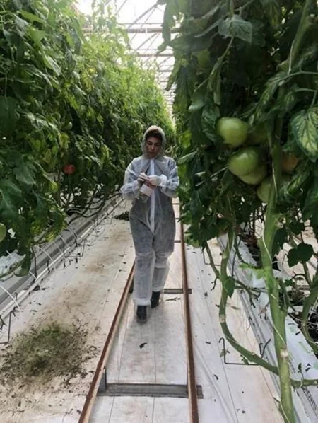 Bakıda yerləşən 45-dən çox istixanada monitorinq aparılıb