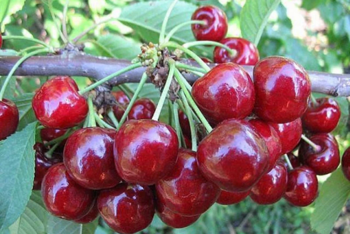 Azərbaycanda gilas bağlarının sığortası üç dəfə artıb