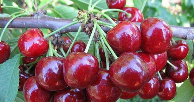 Insurance coverage for cherry orchards in Azerbaijan almost triples
