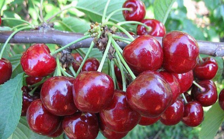 Insurance coverage for cherry orchards in Azerbaijan almost triples