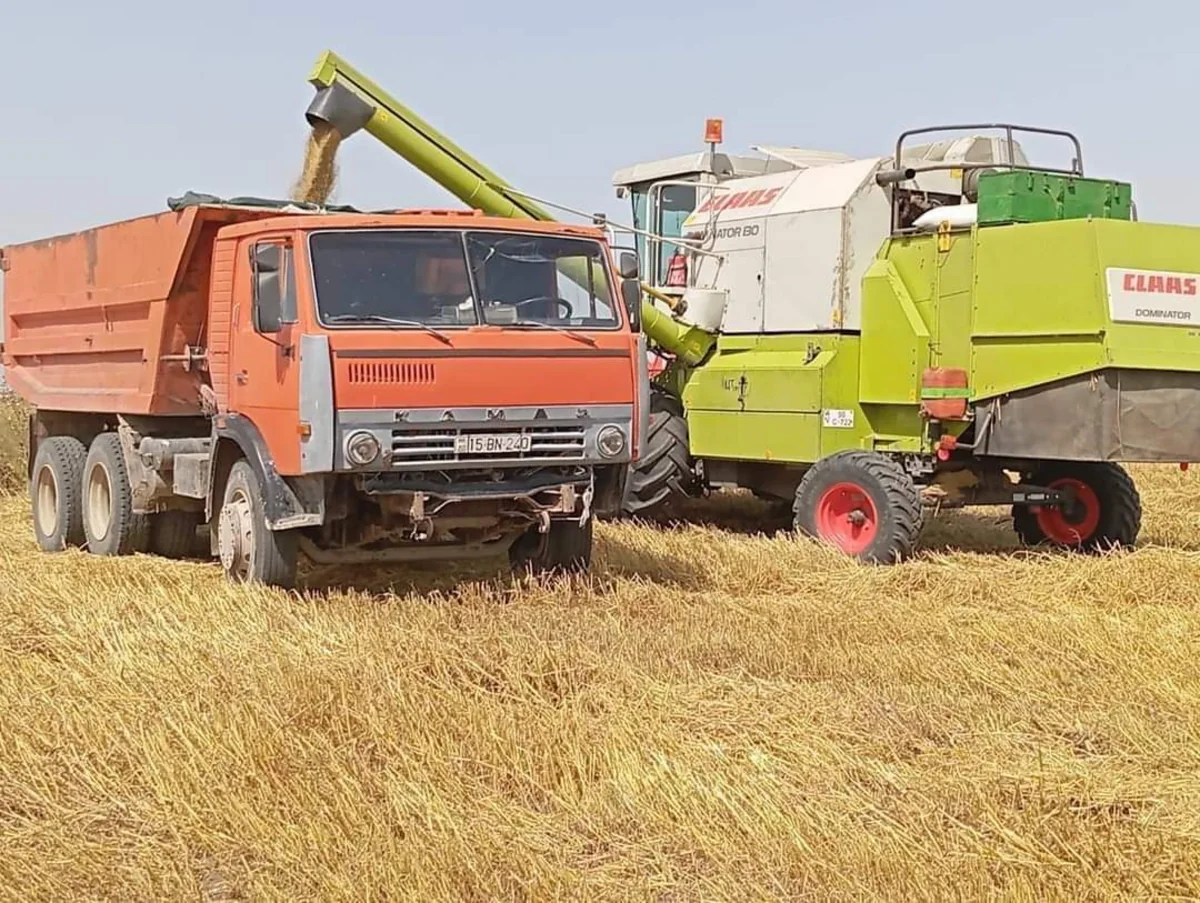 Cəlilabadda taxıl biçini başa çatıb