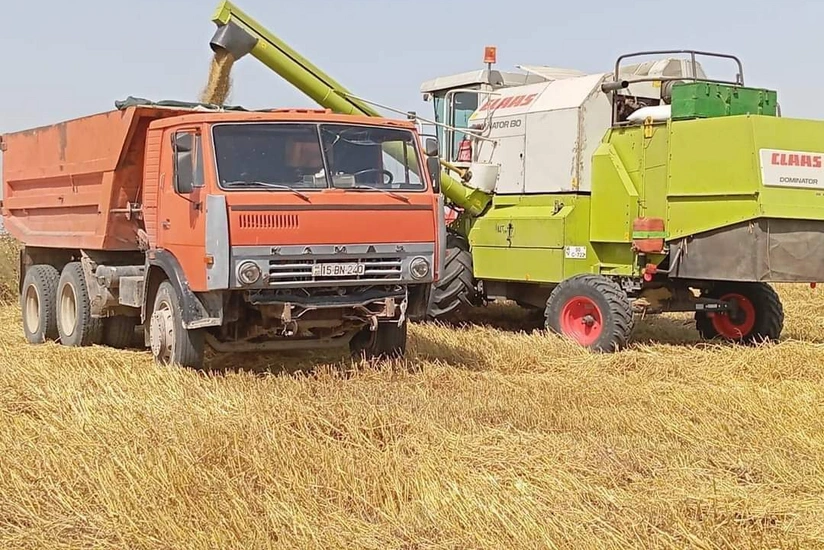 Cəlilabadda taxıl biçini başa çatıb