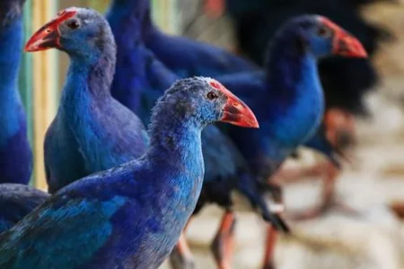 Bakı Zooloji Parkı Daşkənd Zooparkına iki ayı verib