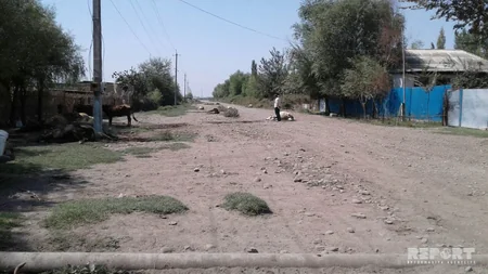 Ağdaşda dərmandan tələf olmuş heyvanlar küçənin ortasında qalıb - FOTO