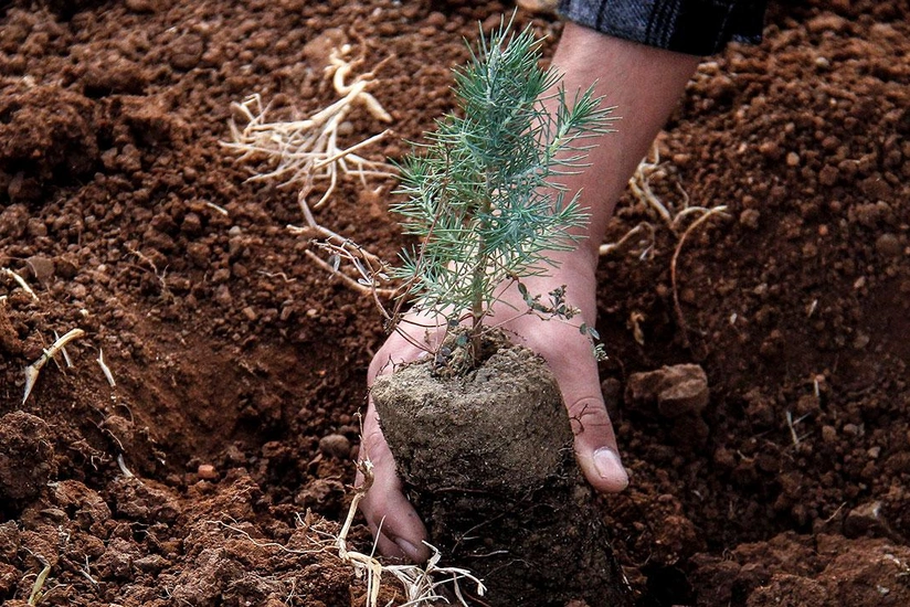 Турция отправила в Азербайджан 100 тысяч саженцев для посадки в Карабахе и Баку