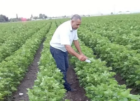Fitosanitar Xidməti iki rayonda bioloji mübarizə tədbirlərinin ikinci mərhələsinə başlayıb