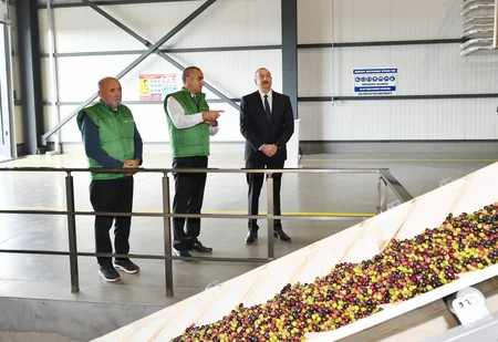 Prezident Zirədə zeytun emalı zavodunun açılışında iştirak edib - YENİLƏNİB