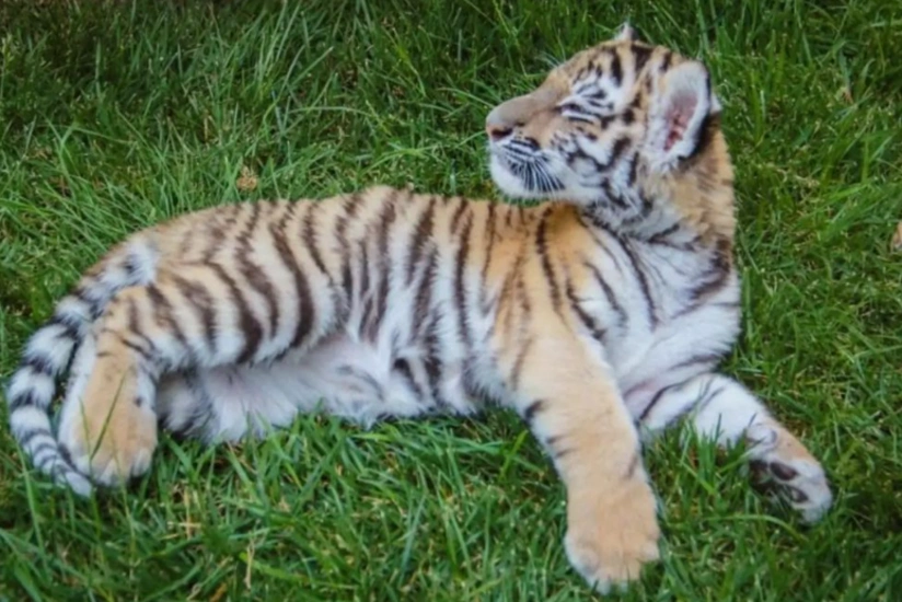 Tiger cub born in Baku Zoo