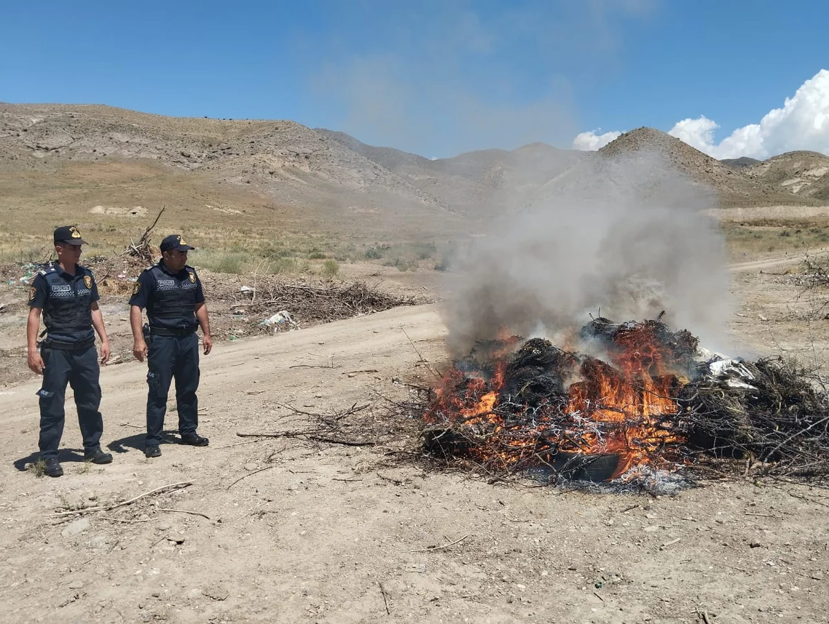 Naxçıvanda 74 tona yaxın yabanı çətənə məhv edilib