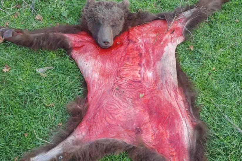 Quba rayonunda qanunsuz ovlanmış ayı aşkarlanıb - FOTO