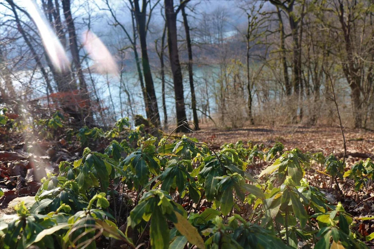 Açıq qapı günü ilə əlaqədar Hirkan milli parkına giriş pulsuz olacaq