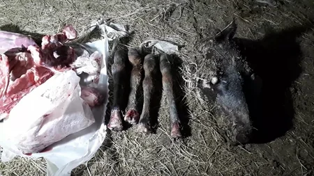 AQTA qanunsuz heyvan kəsimi fəaliyyətinin qarşısını aldı